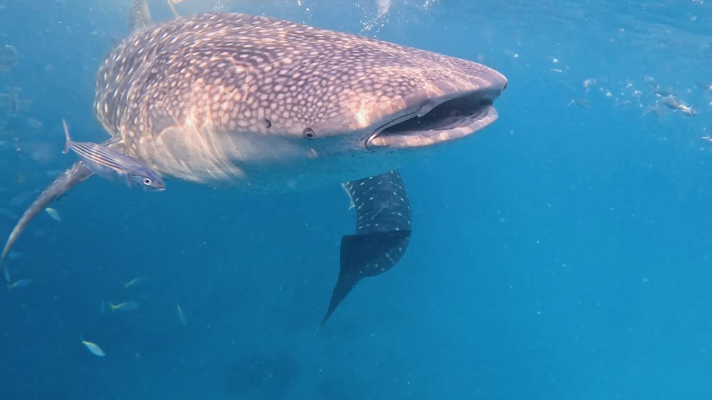 Whale Shark, Oslob